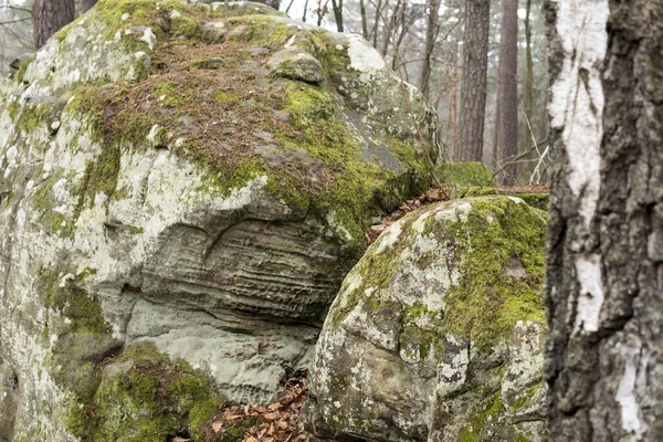 Gros Plan Rochers Grès Recouverts Mousse Verte Lichens Pendant Saison — Photo