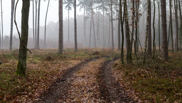 秋の間に霧に覆われた松林を抜ける地上道路 — ストック写真