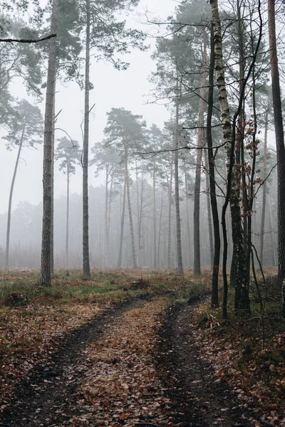 Őszi Szezonban Köd Borította Fenyőerdőn Keresztül Vezető Földút — Stock Fotó