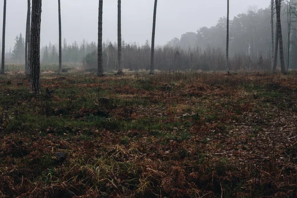 Paisaje Con Árbol Pino Creciendo Bosque Durante Día Niebla —  Fotos de Stock