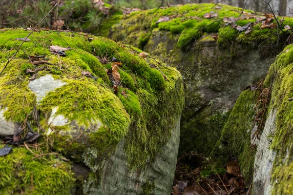 Gros Plan Rochers Grès Recouverts Mousse Verte Lichens Pendant Saison — Photo