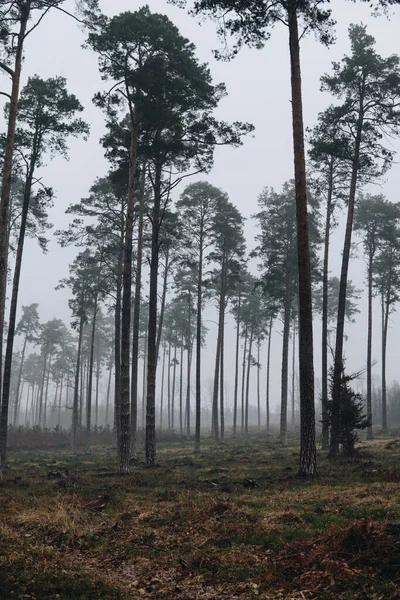 Paysage Avec Pinède Poussant Dans Une Forêt Pendant Journée Brumeuse Photos De Stock Libres De Droits