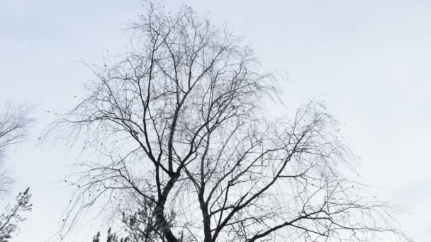 Дерево Листьев Над Серым Небом Поздней Осенью — стоковое видео