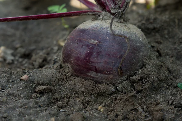 Red beet — Stock Photo, Image