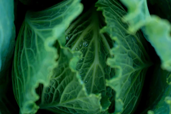 Cabbage — Stock Photo, Image