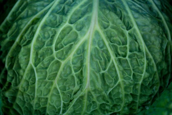 Cabbage — Stock Photo, Image