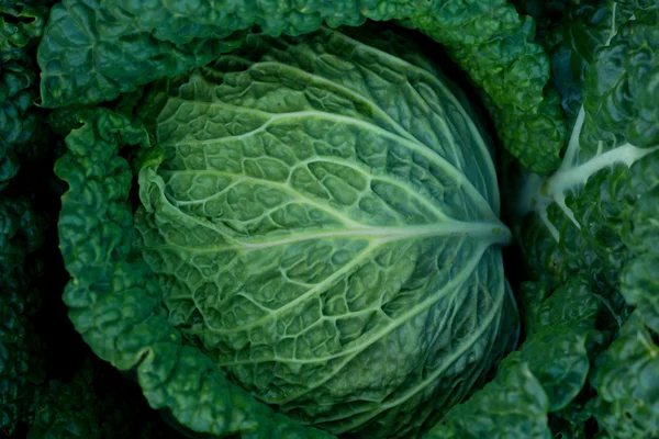 Cabbage — Stock Photo, Image