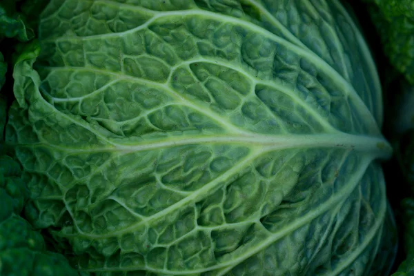 Cabbage — Stock Photo, Image