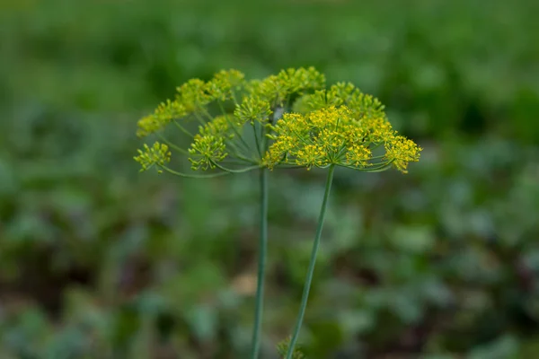 Venkel — Stockfoto