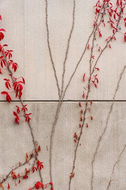 ivy with red leaves growing on a concrete wall in autumn
