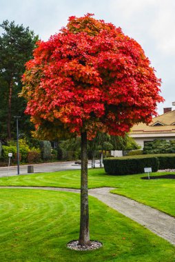 Single maple tree with leaves in red color