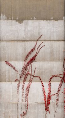 ivy with red leaves growing on a concrete wall in autumn
