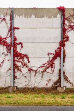 ivy with red leaves growing on a concrete barrier in autumn near street