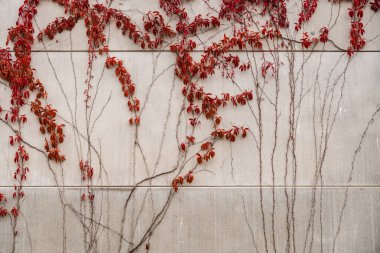 ivy with red leaves growing on a concrete wall in autumn