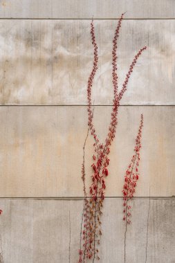 ivy with red leaves growing on a concrete wall in autumn