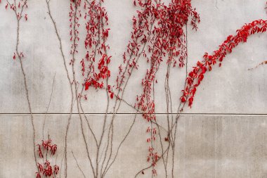 ivy with red leaves growing on a concrete wall in autumn
