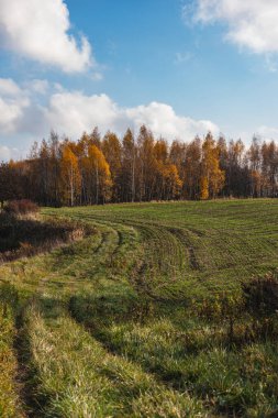Ormanın yakınında yeşil kış tahılları olan sonbahar manzarası