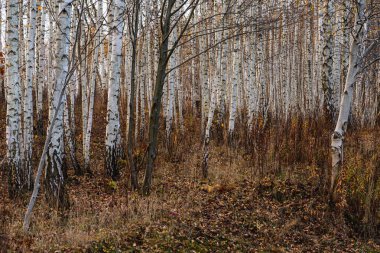 Sonbaharda huş ağaçlarıyla dolu bir ormanın yakınında.