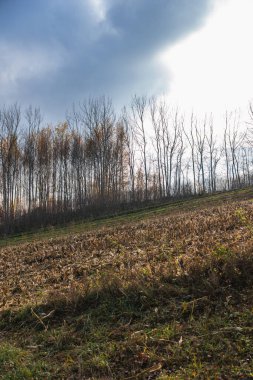 Mısır hasadından sonra boş bir tarla ile sonbahar manzarası