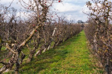 boş sonbahar bahçesinde yapraksız ağaçlar bir sırada büyüyor.