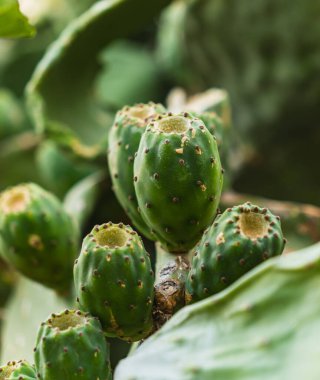 prickly pear fruits growing on a green cactus