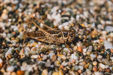 Close-up of a grasshopper on fine gravel