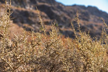 plants growing on the coast of Crete during the dry summer