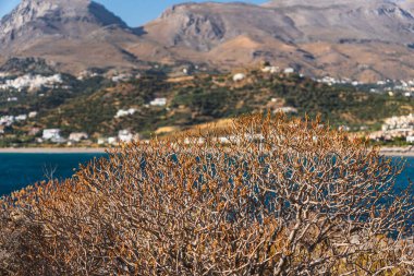 Sarcopoterium flowering plant growing on the coast of Crete
