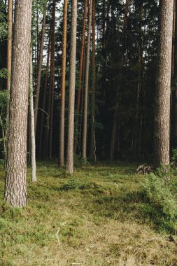 Yaz mevsiminde ılıman bir çam ormanının doğal manzarası.
