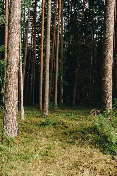 Yaz mevsiminde ılıman bir çam ormanının doğal manzarası.