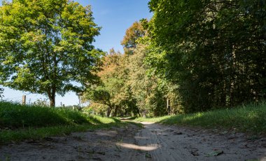 Eski meşe ağaçları arasında kumlu bir yol manzarası