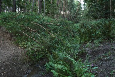 Vahşi bir ormanda doğal bir kanalda akan küçük bir nehir.