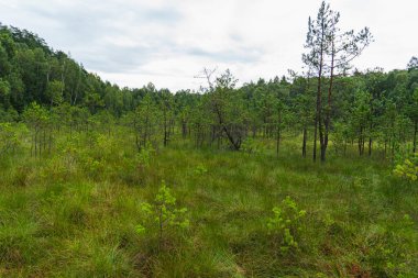 Bir gölün yüzeyindeki yosun tabakası ve diğer bitkilerden oluşan yüzen minder manzarası.