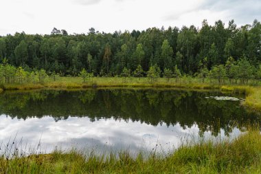Yüzen paspası ve kozalaklı ormanı olan aşırı gelişmiş disrofik bir göl manzarası.