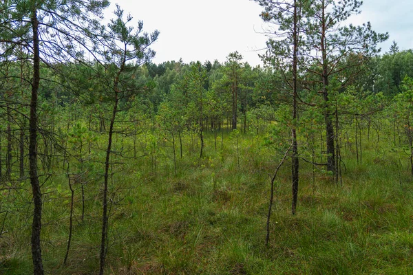 Bir gölün yüzeyindeki yosun tabakası ve diğer bitkilerden oluşan yüzen minder manzarası.