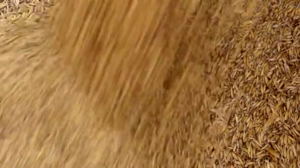 Wheat crop — Stock Video