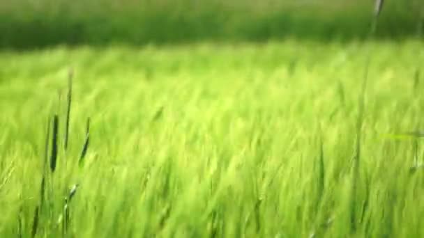 Groene tarwe — Stockvideo