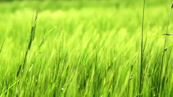 Зелена пшениця — стокове відео