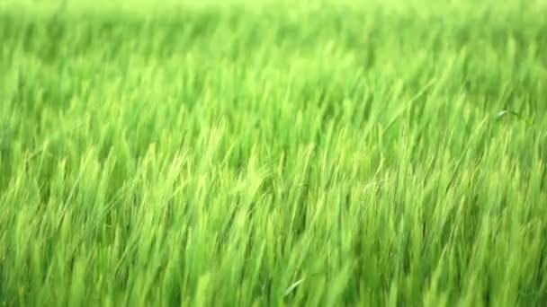 Blé vert 