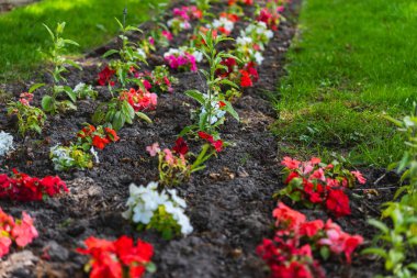 Bahçe yatağında büyüyen renkli çiçeklerin yakın çekimi