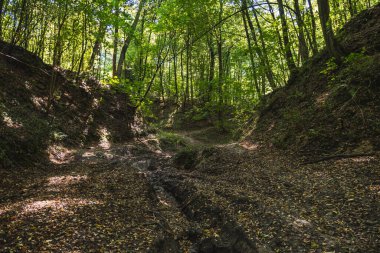 Yaz boyunca ormandaki bir vadide uzanan toprak bir yol.