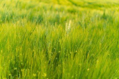 Bir tarlada yetişen yeşil çavdara yakın plan.