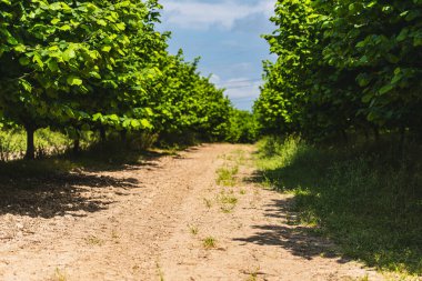 Bir tarlada fındık ağaçları büyüyor.