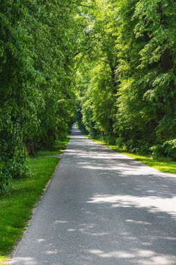 Asfalt yol yapraklarla dolu uzun ağaçların arasından geçiyor.