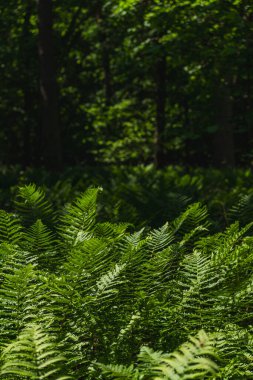 Ilıman bölgenin yaprak döken ormanının dibinde yeşil eğrelti otları.