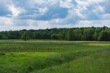 Bulutlu bir günde, yaprak döken bir ormanın eteklerinde biçilmemiş çayır.
