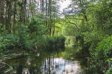 Ormandan akan bir nehrin doğal manzarası.