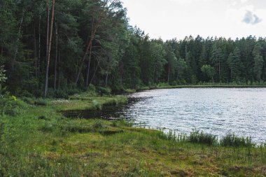 Polonya 'daki Masurian Gölü Bölgesi' nde ormanın ortasında distrofik bir göle sahip bir manzara.
