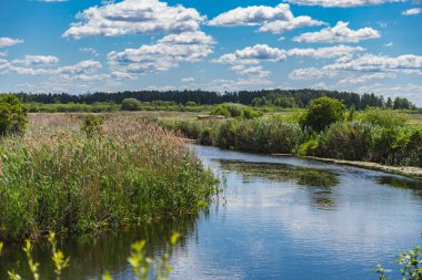 Yazın çayırlarda akan Biebrza Nehri 'nin manzarası