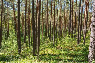 natural landscape of a pine forest in summer
